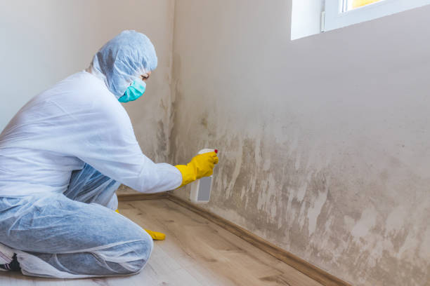 Licensed Basement Mold Removal service in Goldvein, VA - WQB Mold Removal