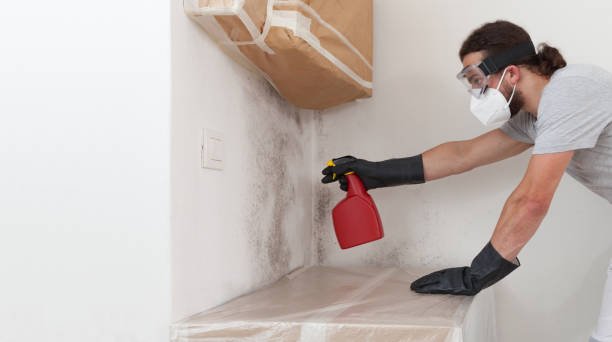 Professional Basement Mold Removal technician working in Goldvein, VA