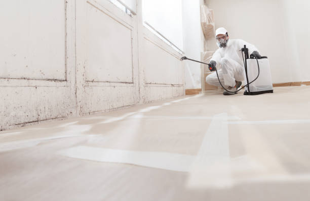 24/7 Emergency Basement Mold Removal experts in Goldvein, VA