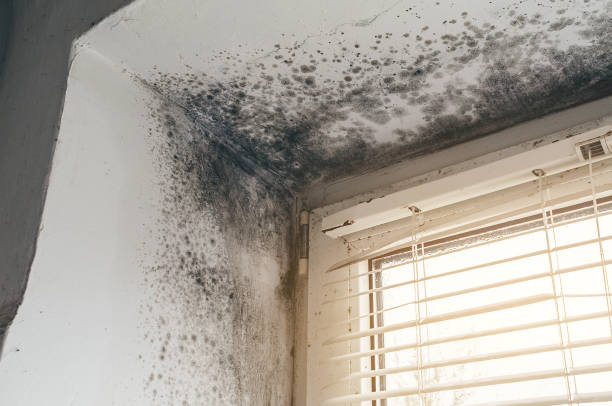 Affordable Basement Mold Removal solutions in Goldvein, VA