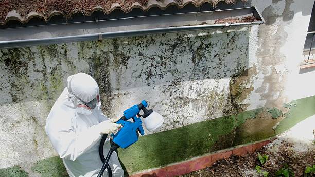 Top rated local Basement Mold Removal specialists in Goldvein, VA